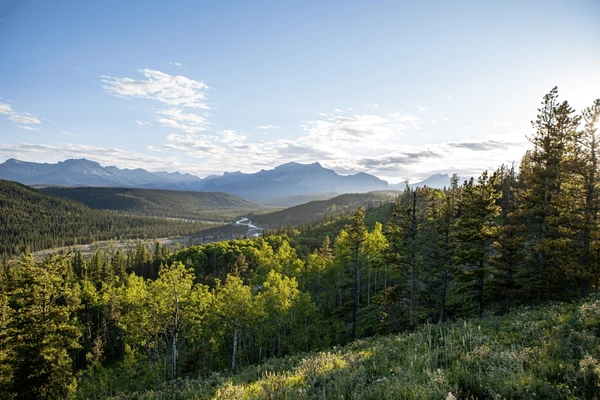 Forêt de Calgary